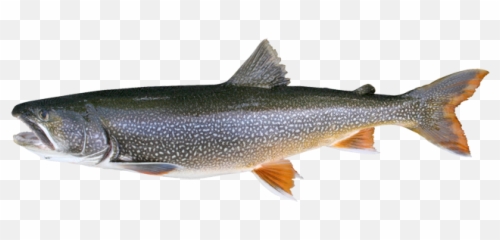 Racine Lake Michigan Charter Fishing - Fish From A Lake Png,Trout Png
