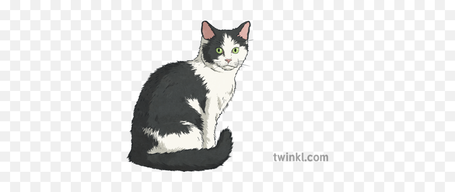 Black And White Cat Illustration - Twinkl Cat Illustration Png,White Cat Png