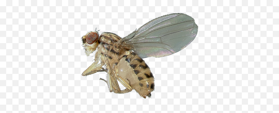 Flies Facts U0026 Information Hulett Pest Control - Parasitism Png,Flies Png