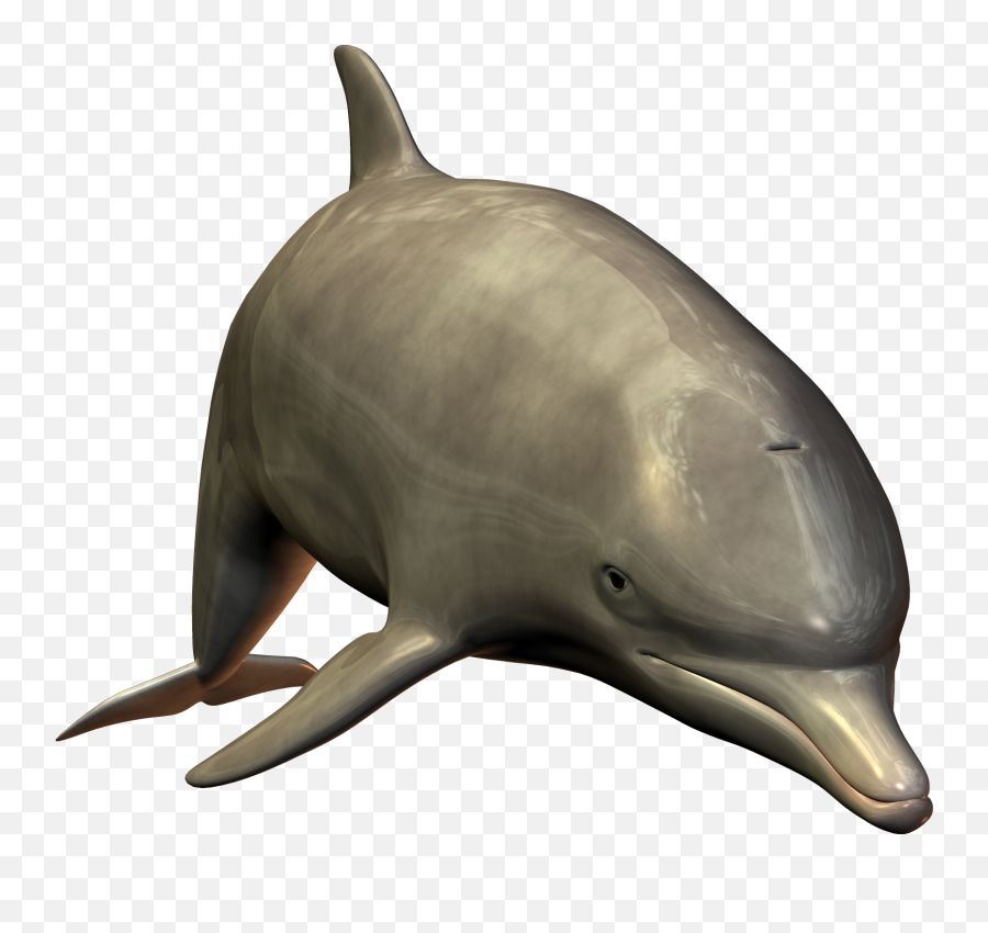 Png Transparent Background Image - Dolphin White Background,Dolphin Transparent Background