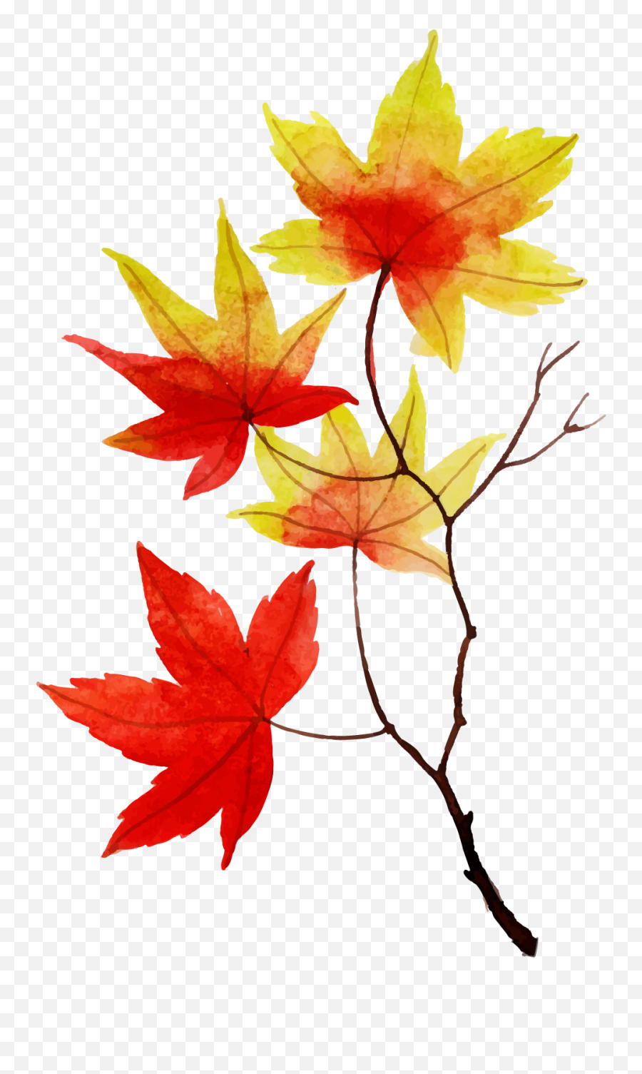 Canadian Leaf Png - Maple Leaf 5527485 Vippng Lovely,Maple Png