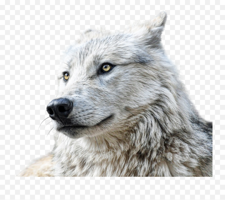 Wolf Animals Predator - Free Photo On Pixabay Png,Wolf Eyes Png