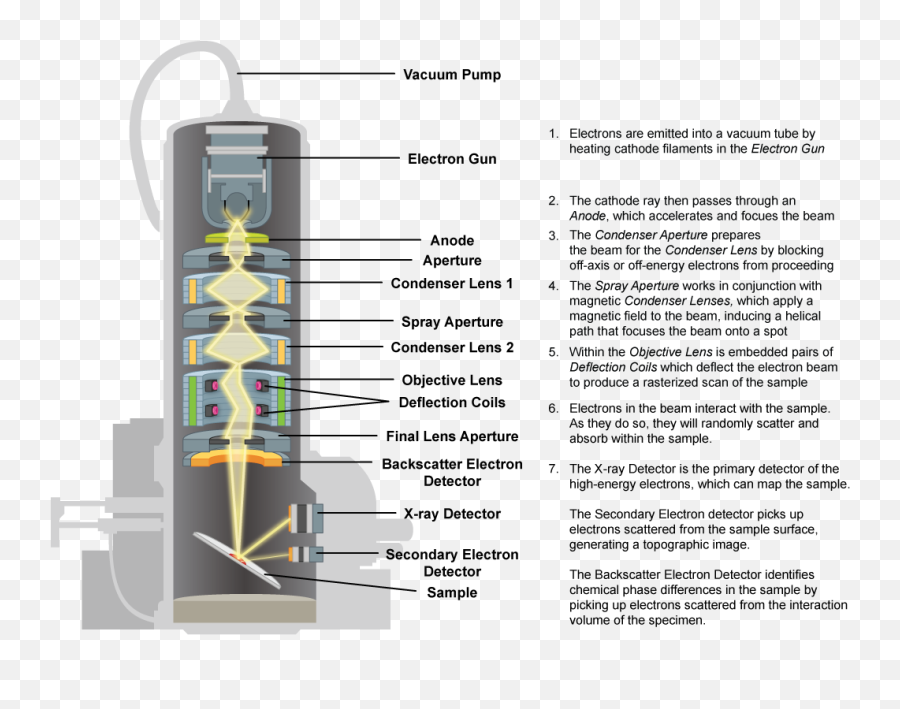 2 Microscopes - Biology Libretexts Parts Of An Scanning Electron Microscope Png,Microscope Png