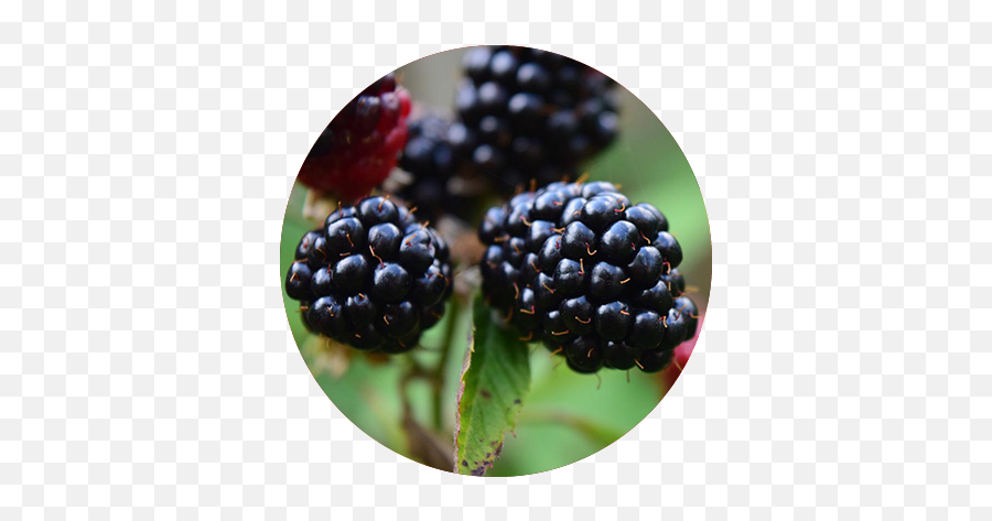 Full Size Png Image - Blackberry,Blackberries Png
