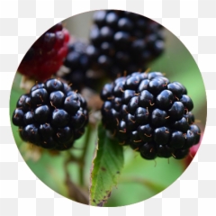Full Size Png Image - Blackberry,Blackberries Png