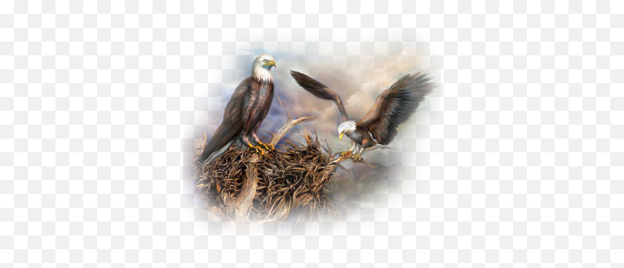 Nesting - Eagle And Nest Painting Png,Nest Png