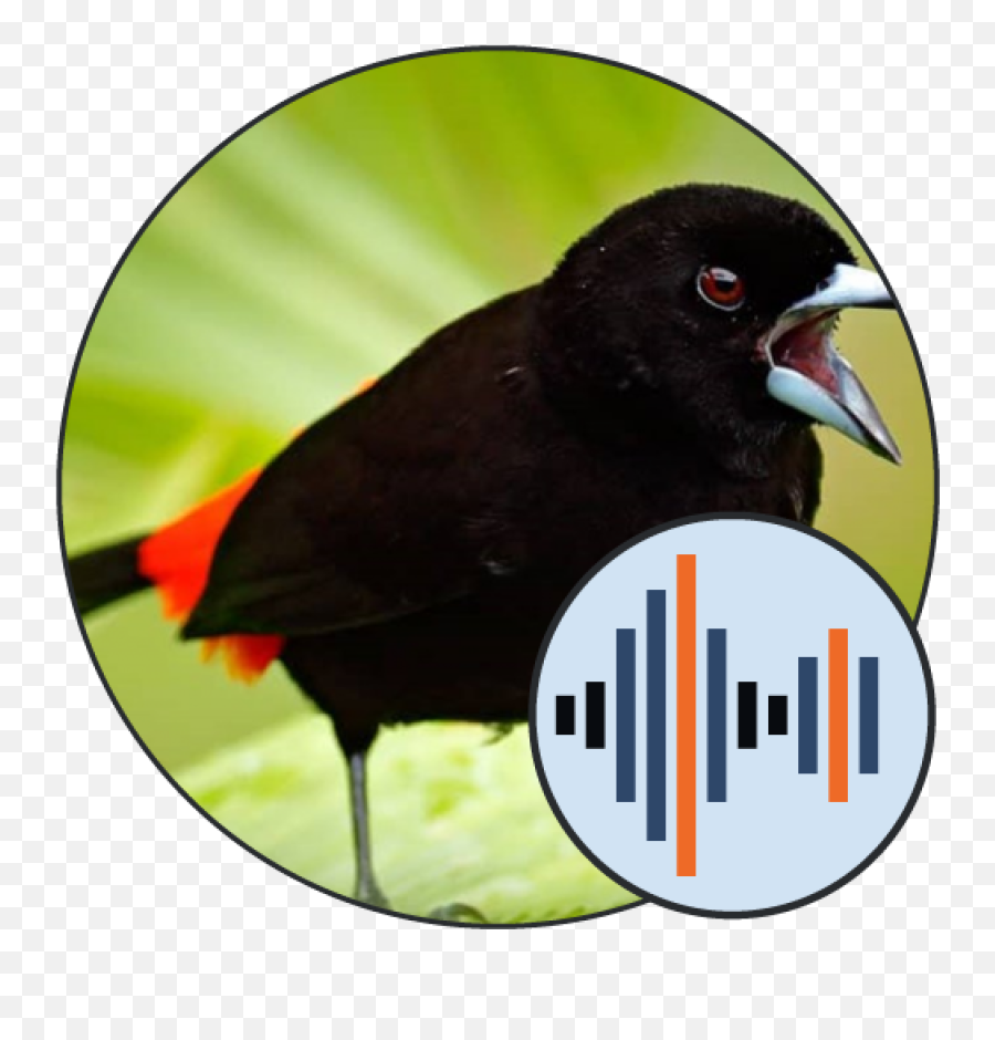 Bird Sounds And Calls Soundboard 101 - Sound Png,Teamspeak Icon Goose