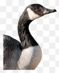 Canada Goose Animals Birds No Back - Canadian Goose Cut Out Png,Goose Transparent