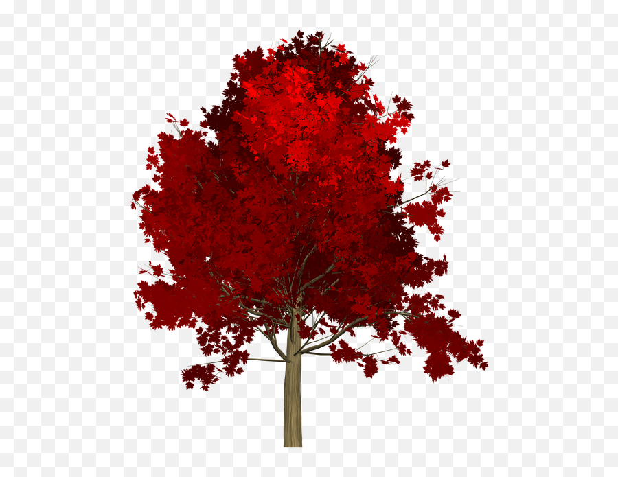Maple Tree Red Painted - Png Red Tree,Red Tree Png