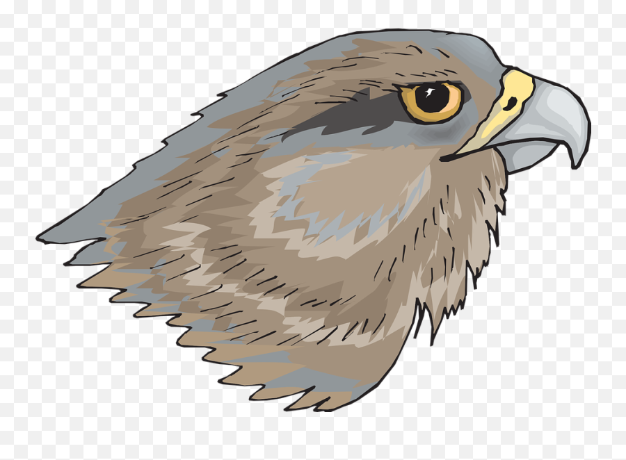 Eagle Head Eye - Bird Eyes Png Transparent,Eagle Head Png