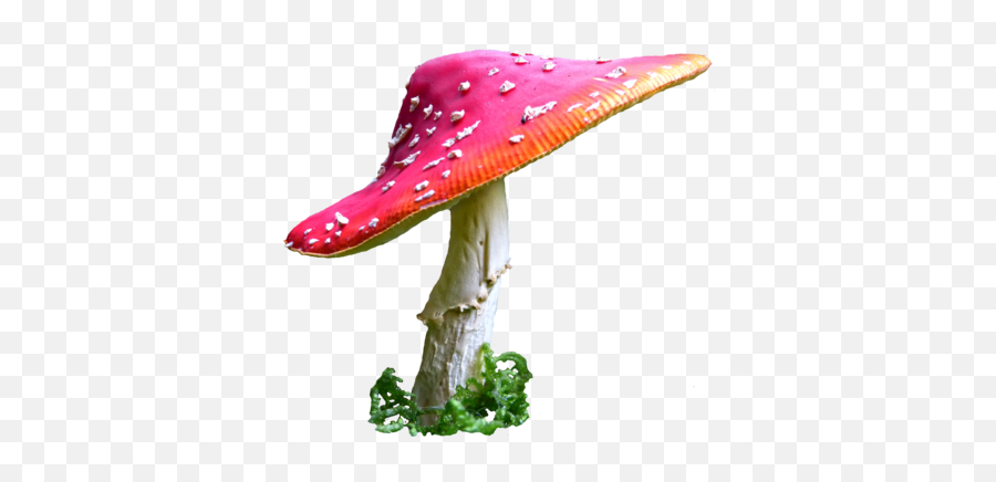 Toadstool Png Hd Transparent Hdpng Images Pluspng - Alice In Wonderland Mushroom Png,Mushroom Png