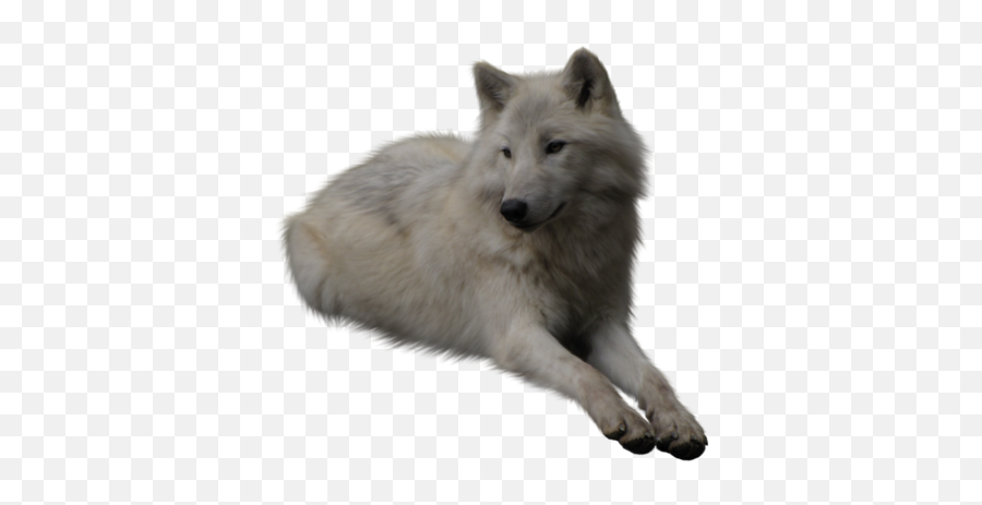 Wolf Png Alpha Channel Clipart Images Pictures With - Transparent Background White Wolf Png,Wolf Transparent