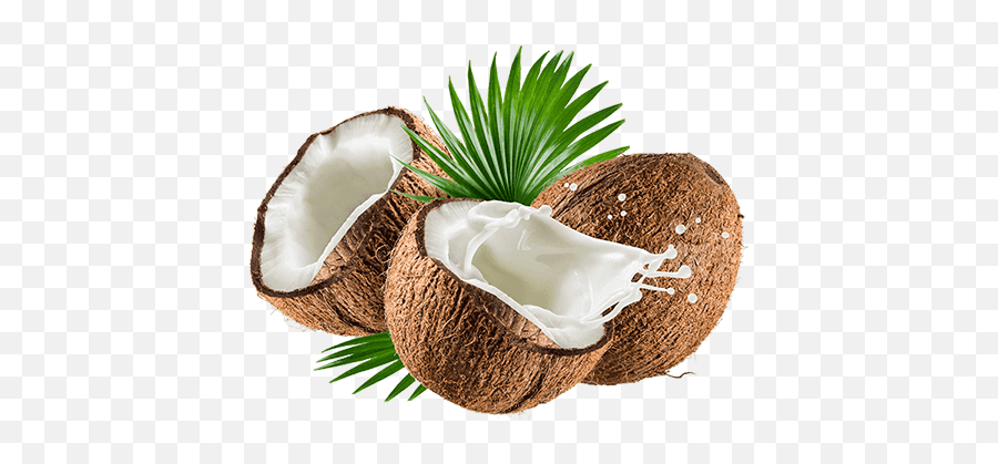 Download Palmera Aprox Altura Urutek - Coconut Oil Png,Palmeras Png