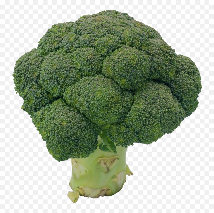 Png Broccoli - Broccoli,Broccoli Transparent