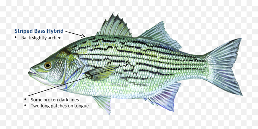 Bass Striped Png Fish