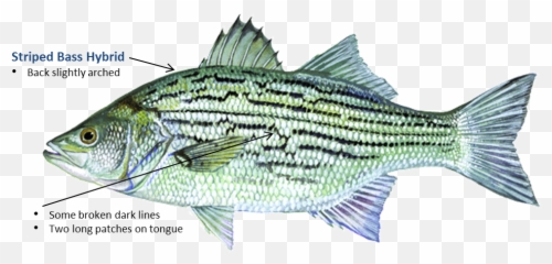 Bass Striped Png