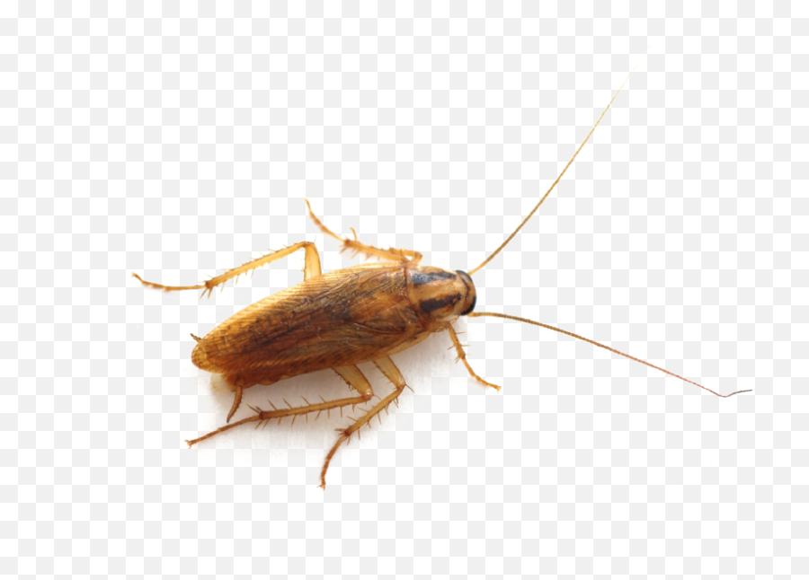 Roach Png - Flying Bugs That Look Like Cockroaches,Roach Png