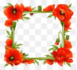 Flower Frame Common Frames Poppy Hq - Poppy Frame Png,Poppy Png