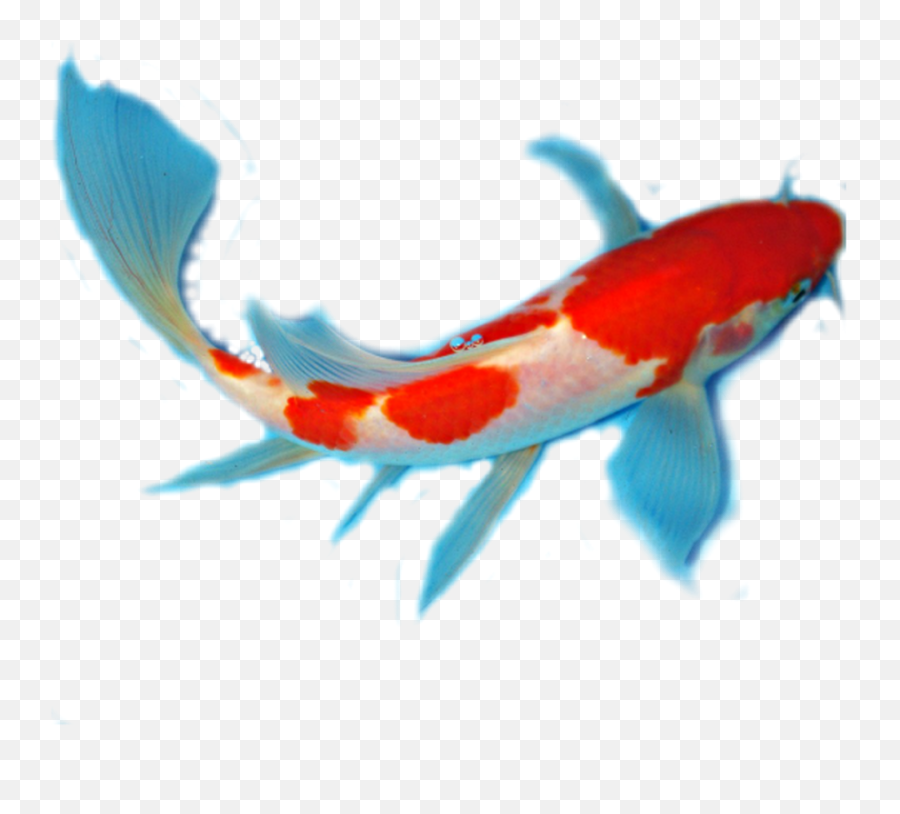 Facts About Koi Anatomy - Windsor Fish Hatchery Online Koi Fish Transparent Background Png,Koi Fish Png