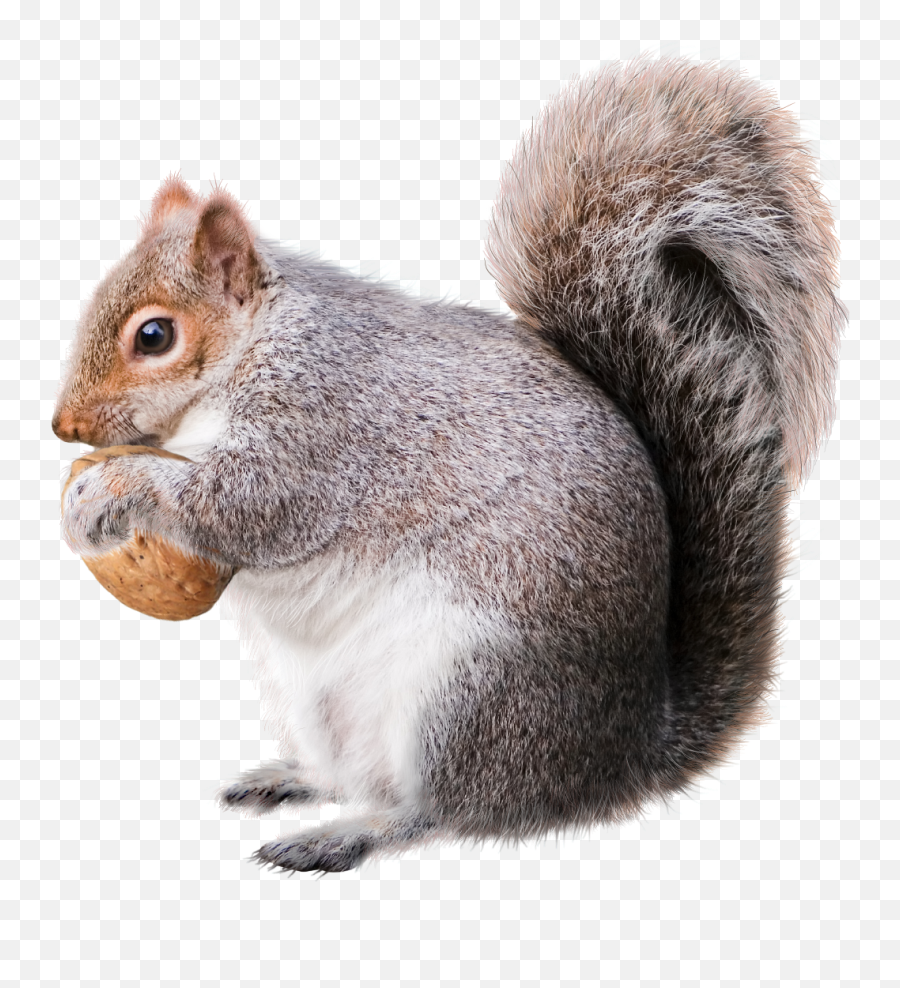 Squirrel Christmas Decoration Rodent - Squirrel Png,Squirrel Transparent Background