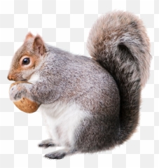 Squirrel Christmas Decoration Rodent - Squirrel Png,Squirrel Transparent Background