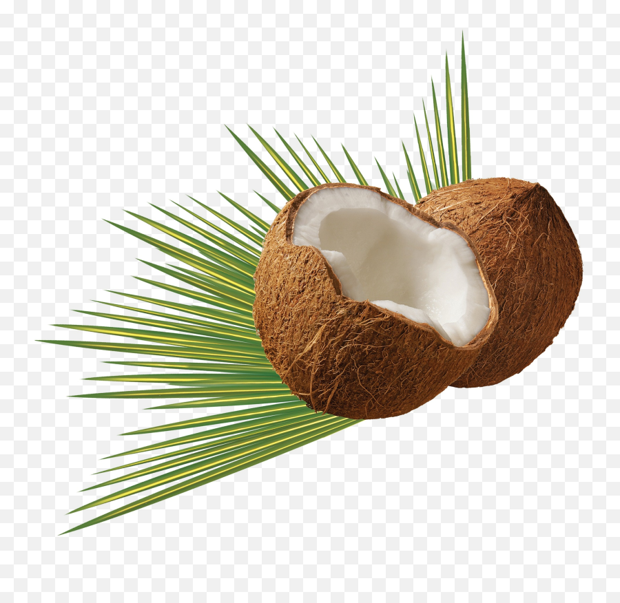 Noix De Coco - High Resolution Coconut Png,Coconuts Png