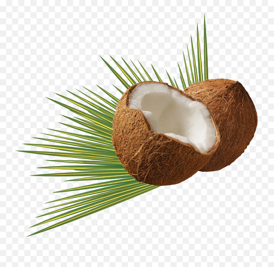 Noix De Coco High Resolution Coconut Png Free Transparent Png Images Pngaaa Com