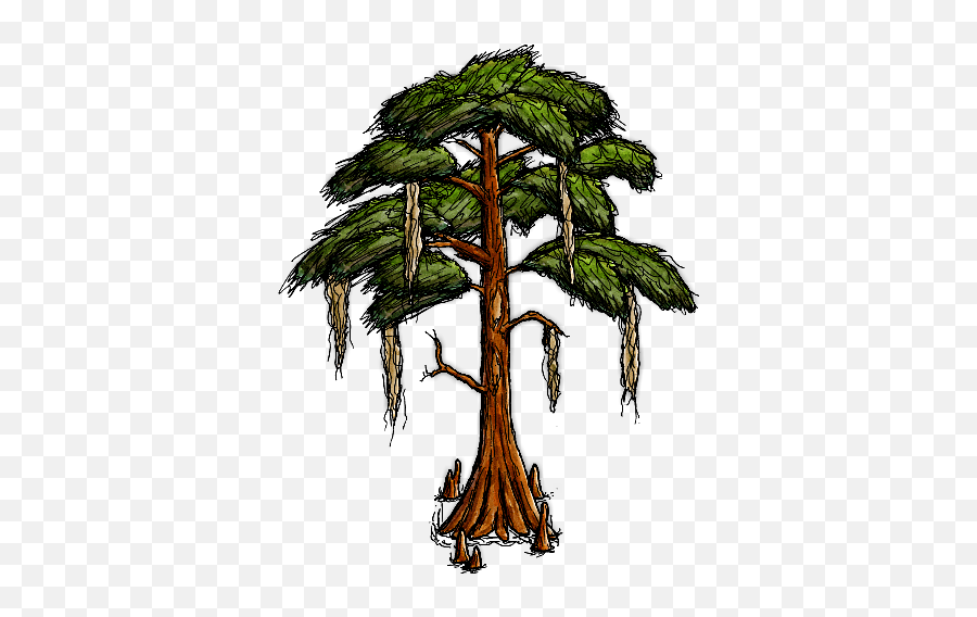 Bald Cypress Tree - Cartoon Bald Cypress Tree Png,Cypress Tree Png - free  transparent png images 