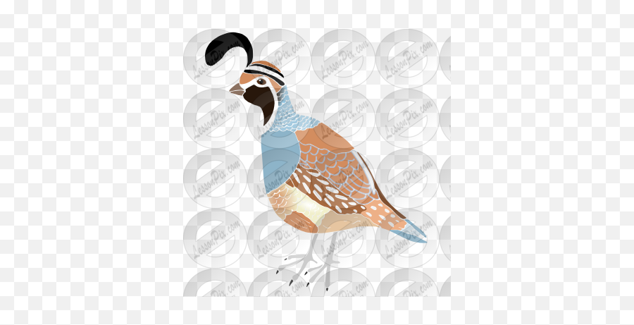 Quail Stencil For Classroom Therapy Use - Great Quail Clipart Illustration Png,Quail Png