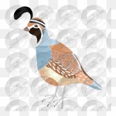 Quail Stencil For Classroom Therapy Use - Great Quail Clipart Illustration Png,Quail Png