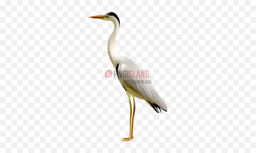 Crane Stork Bird Png Image With Transparent Background - Crane Bird Png,Bird Transparent Background