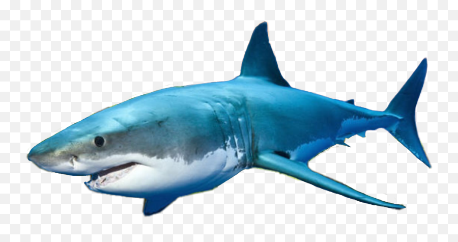 Download Shark Clipart Png - Sharks Transparent Great White Shark,Great White Shark Png