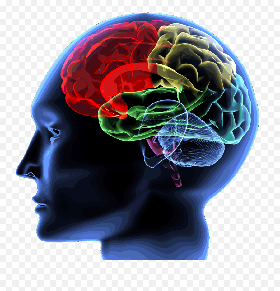Braintransparent Gurpreet Saluja - Human Brain Png,Brain Transparent Png