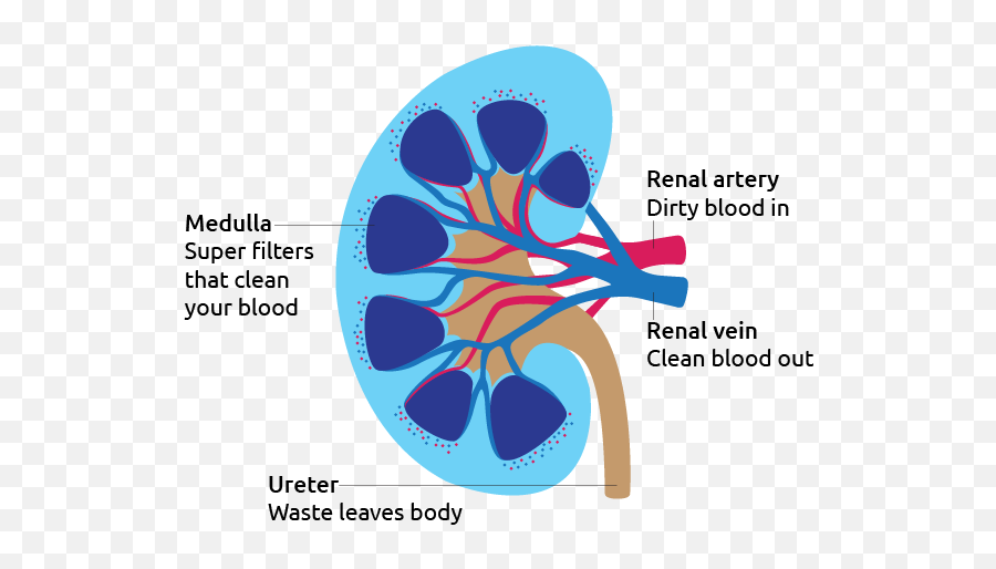 Kidney - Transplant Living Renal Failure Respiratory System Png,Kidney Png