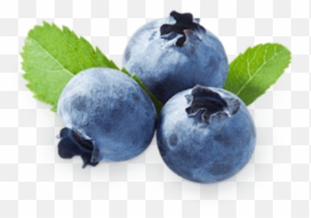 Blueberry Clipart Juniper Berry - Blueberry And Strawberry Nutrition Png,Berry Png