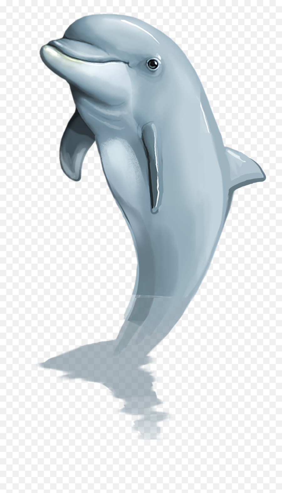 Transparent Dolphin Hd Png Background