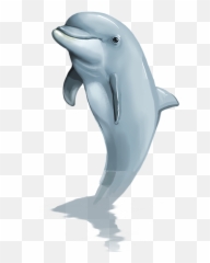 Transparent Dolphin Hd Png Background