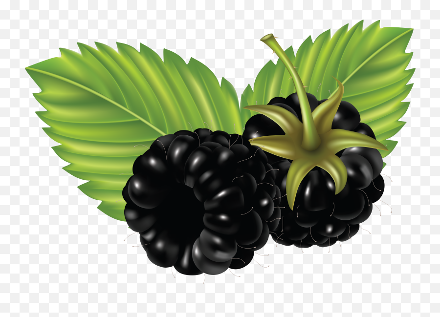 Download Blackberry Png Image For Free - Blackberry Cartoon Png,Blackberries Png