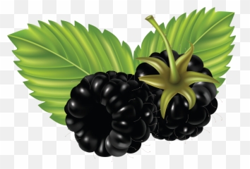 Download Blackberry Png Image For Free - Blackberry Cartoon Png,Blackberries Png