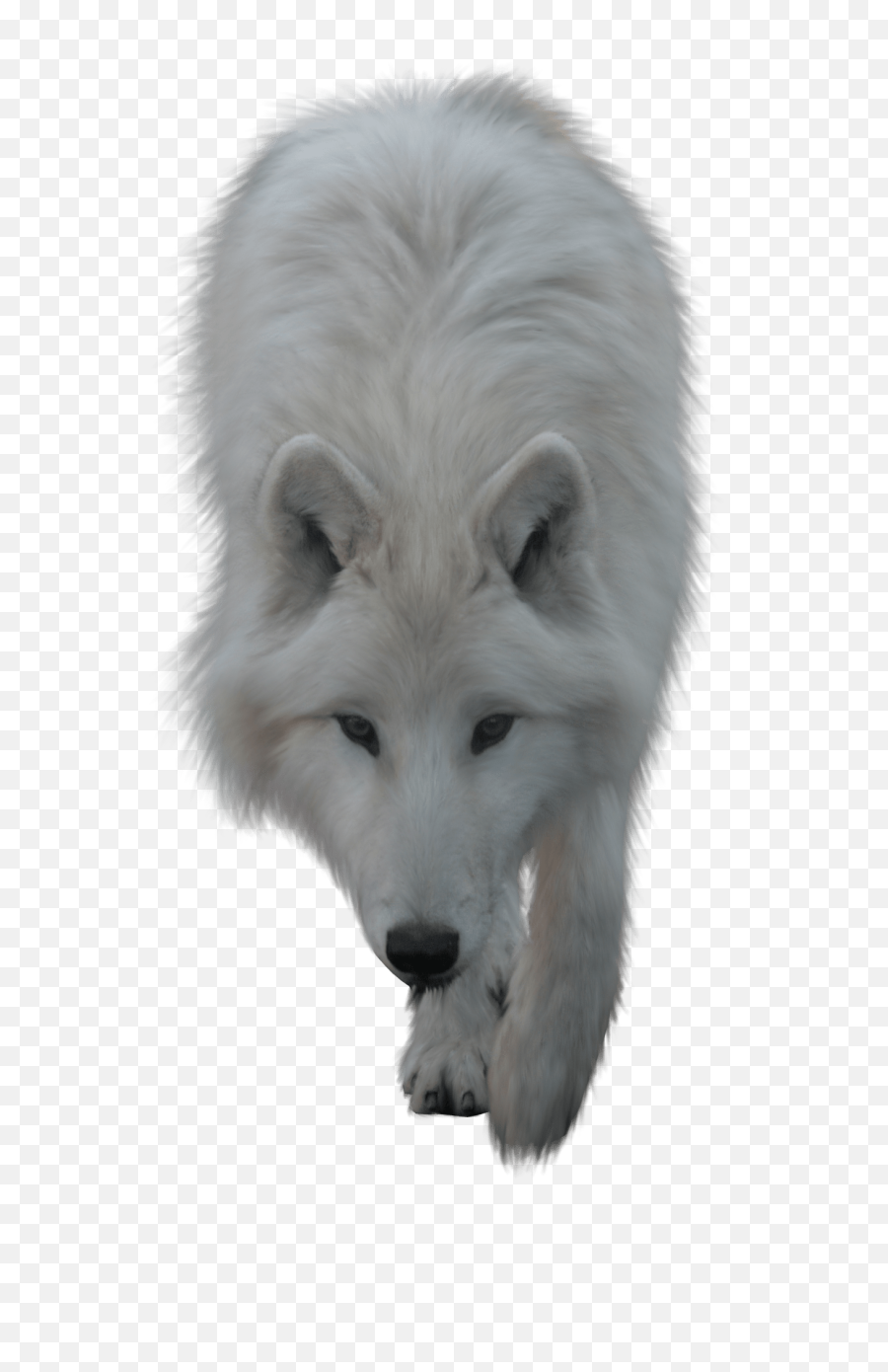 Download Hd Animals - Wolves Transparent Wolf Transparent White Wolf Transparent Background Png,Transparent Animals