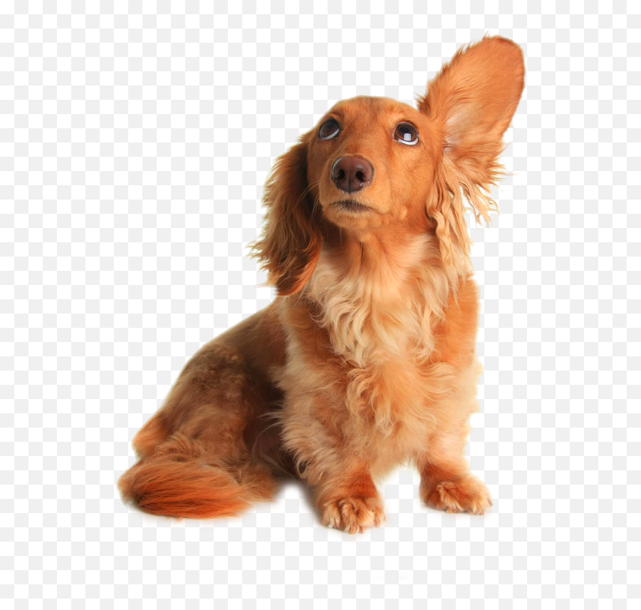Download Dachshund Pet Sitting Grooming Listening Drooping - Dog Listening To Music Png,Dog Sitting Png