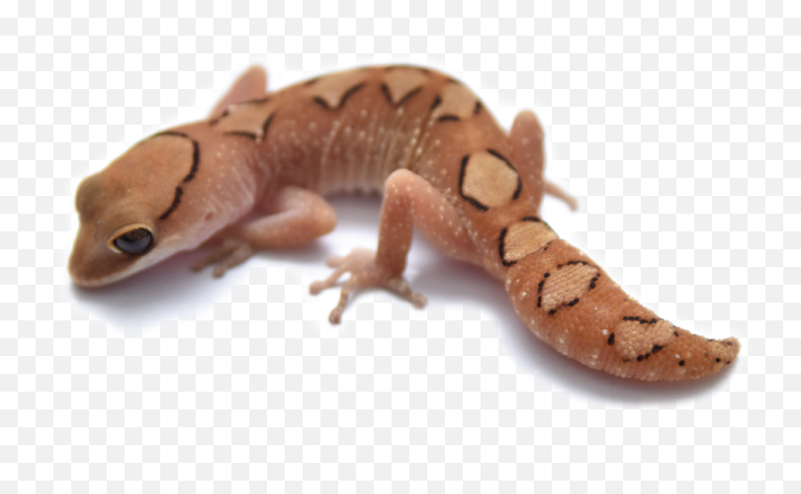 The Gecko Lounge - Animal Figure Png,Leopard Gecko Png