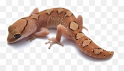 The Gecko Lounge - Animal Figure Png,Leopard Gecko Png