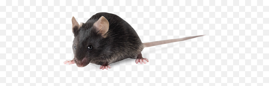 C57bl6 Inbred Mice C57bl6jolahsd - C57bl 6 Mice Png,Mouse Rodent Icon