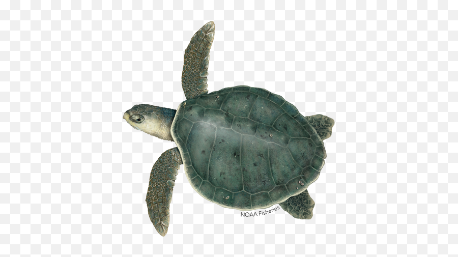 Kemps Ridley Turtle - Ridley Sea Turtle Png,Ridley Png