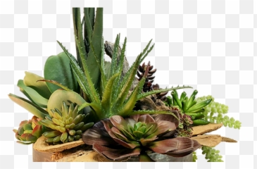 House Of Design - Succulent Arrangements Rosette png