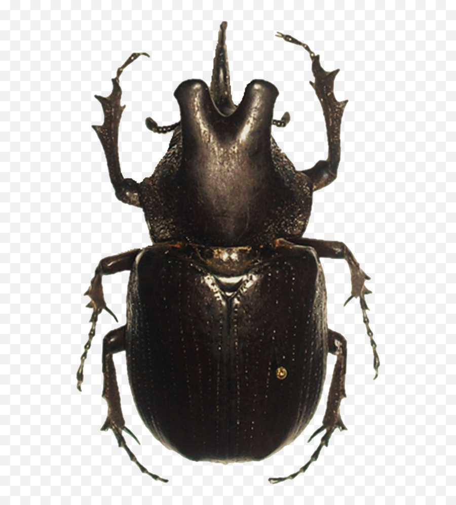 Download Free Beetle Png Hd Icon Favicon Freepngimg - Beetle Png,Beetle Icon
