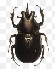 Download Free Beetle Png Hd Icon Favicon Freepngimg