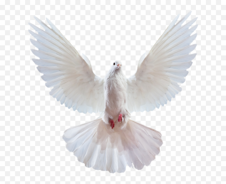 Pigeon Png Images Free - Transparent Background Dove Png,Bard Png