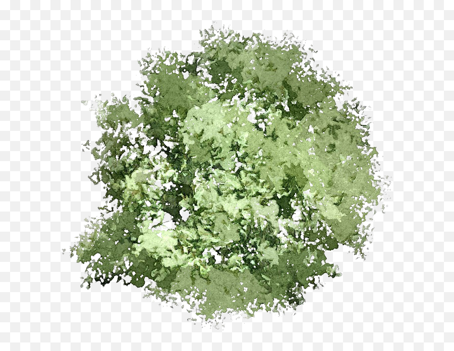 tree top view illustration png